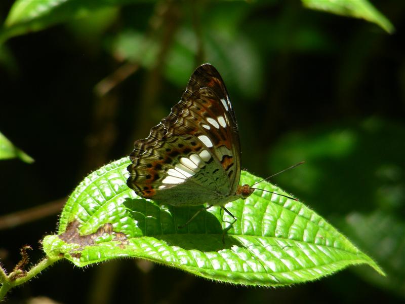 Butterfly and leaf