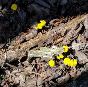 Coltsfoot - first flower of Spring